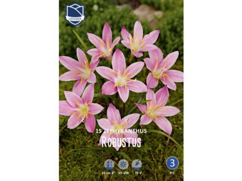 LEFEBER Крин луковица Zephyranthus Robustus (15)